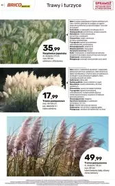 Bricomarche gazetka Strona 53: Rozplenica japońska €35,99, Trawa pampasowa €17,99