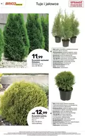 Bricomarche gazetka Strona 55: Żywotnik zachodni Columna €11,99, Żywotnik kulisty €12,99