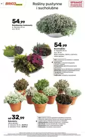 Bricomarche gazetka Strona 57: Rojnikowiec łuskowaty €54,99, Rozchodniki €54,99