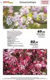 Bricomarche gazetka Strona 60: Jabłoń ozdobna €49,99