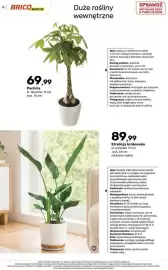 Bricomarche gazetka Strona 73: Pachira €69,99