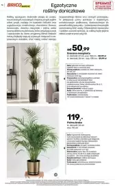 Bricomarche gazetka Strona 74: Dracena marginata €50,99