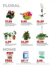 Hy-Vee weekly ad week 34 Page 34: 8" Vintage plant €24,99, 6" Foliage hanging basket €19,99