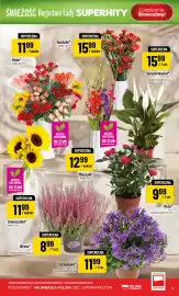 Polomarket gazetka tydzień 34 Strona 9: Campanula €11,99, Skrzydłokwiat €15,99
