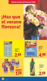 Catálogo Lidl semana 35 Página 42: Bulbos €1,59, Grandiol abono azul universal €4,99