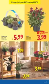 Catálogo Lidl semana 35 Página 43: Celosía €3,99, Sempervivum €5,99