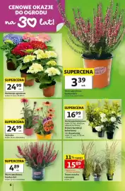 Auchan gazetka tydzień 34 Strona 6: Jeżówka €24,99, Hortensja bukietowa €16,99