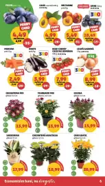 Catalog Penny săptămâna 34 Pagină 6: Crizantemă Anastasia €18,99, Bird's Nest sanseveria €17,99