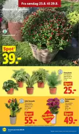 Lidl tilbudsavis uge 35 Side 36: Grøn plante €25,00, Kalla i keramik €55,00