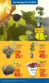 Lidl tilbudsavis uge 35 Side 37: Vindrueliste €49,00, Queen stor brændende kærlighed €35,00