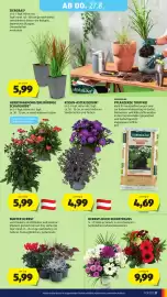 Hofer Flugblatt woche 34 Seite 39: Bunter Herbst €5,99, GARDENLINE Pflanzerde Torffrei €4,69