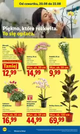 Lidl gazetka Strona 96: Mieczyki €12,99, Cyklamen dwukolorowy €16,99