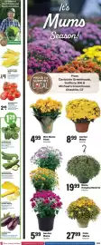 Big Y flyer week 34 Page 2: Mums Hanging Baskets €19,99, Patio Mums €27,99
