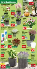 Thomas Philipps Prospekt woche 35 Seite 2: Rispenhortensie €3,33, Echinacea €2,69