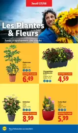 Catalogue Lidl semaine 35 page 28: Plante verte €6,49, Anthurium €8,99
