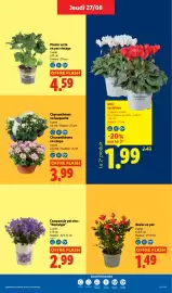 Catalogue Lidl semaine 35 page 29: Chrysanthème en barquette €3,99, Cyclamen Mini cyclamen €1,99
