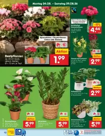 Netto Marken-Discount Prospekt woche 35 Seite 14