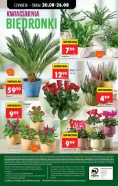 Biedronka gazetka tydzień 34 Strona 64: Paproć* €7,99, Róża* €12,99