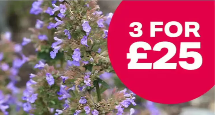 Webbs (valid until 11-09)