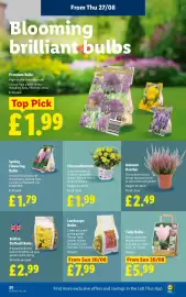 Lidl leaflet week 35 Page 22: Landscape Bulbs €7,99, Chrysanthemum €1,99