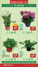 Folleto ALDI semana 36 Página 16: Gardenline Geranio €1,79, Gardenline hierbas aromáticas €2,29