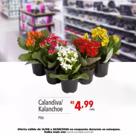 Catálogo Supermercados Condor semana 34 Página 81