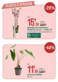Catalogue Botanic page 11: Alocasia Zébrina €11,99, ORCHIDÉE PHALAENOPSIS 2 BRANCHES €15,99