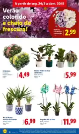 Folheto Lidl semana 35 Página 36: Orquídea Mix de Cores €11,99, Mix de Plantas em Vaso de Cerâmica €6,99