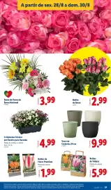 Folheto Lidl semana 35 Página 37: Crisântemo Tricolor em Floreira para Varanda €4,99, Vaso em Cerâmica €9,99