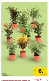 Carrefour Market folder week 35 Pagina 5: Sierplanten €6,99