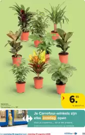 Carrefour folder Pagina 33: Sierplanten €6,99