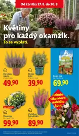 Lidl leták Strana 18: CHRYZANTÉMY €99,90, VŘES CALLUNA VULGARIS €49,90