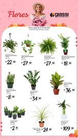 Encarte Giassi Supermercados semana 34 Página 2: Zamioculcas €34,90, Cactos mini pote 06 €2,18
