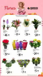 Encarte Giassi Supermercados semana 34 Página 1: Kalanchoe Dobrado €24,90, Gérbera florim €18,90
