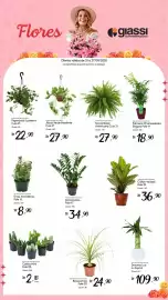 Encarte Giassi Supermercados semana 34 Página 2: Zamioculcas €34,90, Cactos mini pote 06 €2,18