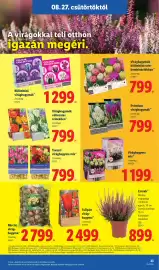 Lidl akciós újság hét 35 Oldal 23: Virághagymák különböző színkombinációkban €799,00, Prémium virághagymák €799,00
