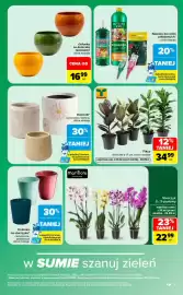 Carrefour gazetka Strona 9: Fikus €34,99, Doniczki*