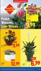 Lidl weekly ad week 35 Page 27: Fleurette mum €3,99, Succulent garden €12,99