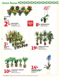 Catalogue Auchan page 40: MINI PLANTES VERTES €1,99, GRANDES PLANTES VERTES €19,99