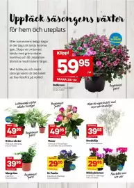 City Gross reklamblad Sida 10: St Paulia €29,95, Minicyklamen €29,95