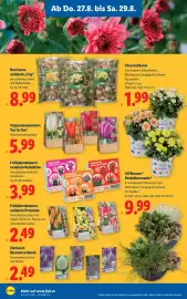 Lidl Flugblatt woche 35 Seite 26