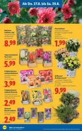 Lidl Flugblatt woche 35 Seite 26: Chrysantheme €1,99, Narzissenzwiebeln €8,99