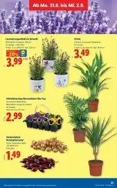 Lidl Flugblatt woche 35 Seite 30