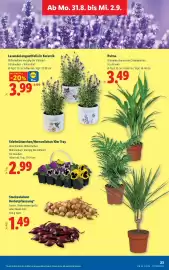 Lidl Flugblatt woche 35 Seite 30: Lavendel angustifolia in Keramik €3,99, Palme €3,49