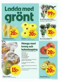 ICA Supermarket reklamblad vecka 35 Sida 9: Ros i kruka, Kalanchoe €35,00, Brudorkidé, gröna växter €99,00