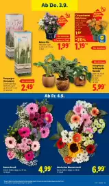 Lidl Prospekt Seite 31