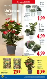 Volantino Lidl settimana 35 Pagina 32: Crisantemi €4,99, Piante verdi €4,99