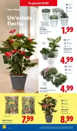 Volantino Lidl settimana 35 Pagina 32: Crisantemi €4,99, Piante verdi €4,99