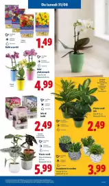 Volantino Lidl settimana 35 Pagina 33: Piante Verdi Mix €2,49, Succulente in cestino €3,99