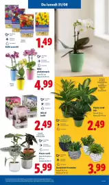 Volantino Lidl settimana 35 Pagina 33: Piante Verdi Mix €2,49, Succulente in cestino €3,99